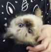 Neva Masquarade Kater mit Stammbaum auszugsbereit ab Mitte Februar
